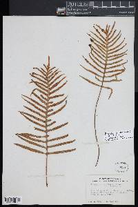 Pleopeltis montigena image