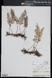 Pleopeltis polypodioides image