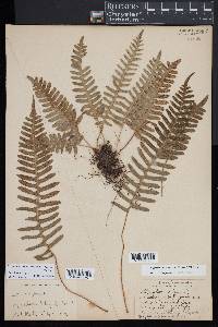 Polypodium appalachianum image