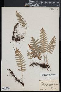 Polypodium appalachianum image