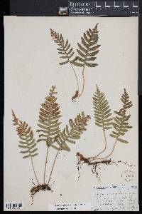 Polypodium appalachianum image