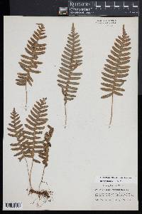 Polypodium appalachianum image