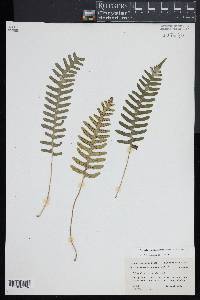 Polypodium appalachianum image