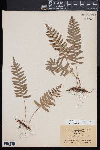 Polypodium appalachianum image