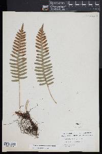 Polypodium appalachianum image