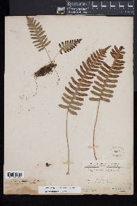 Polypodium appalachianum image