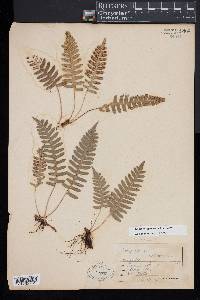 Polypodium appalachianum image