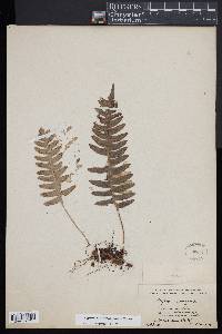 Polypodium appalachianum image