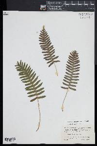 Polypodium appalachianum image