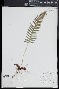 Polypodium appalachianum image