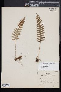 Polypodium appalachianum image