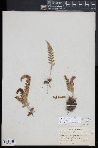 Polypodium hesperium image