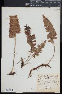 Polypodium pellucidum image