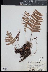 Polypodium pellucidum image