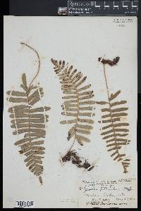 Polypodium pellucidum image