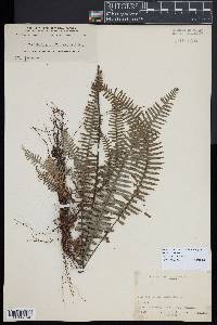 Polypodium plumula image