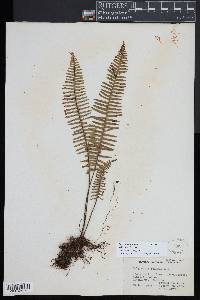 Polypodium plumula image