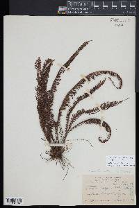 Prosaptia contigua image