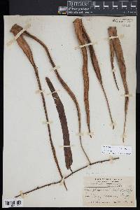 Pyrrosia longifolia image