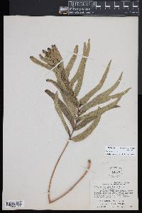 Serpocaulon attenuatum image