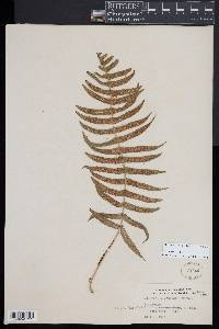 Serpocaulon dissimile image