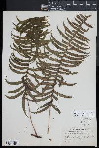 Serpocaulon loriceum image