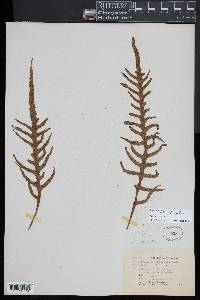 Zealandia pustulata subsp. pustulata image