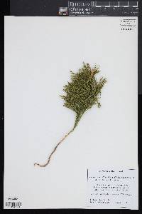 Dendrolycopodium hickeyi image