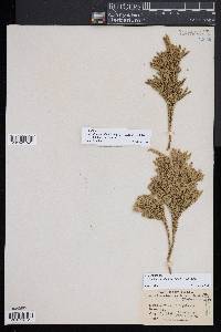 Dendrolycopodium hickeyi image