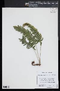 Polypodium appalachianum image