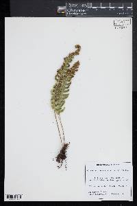 Polypodium appalachianum image