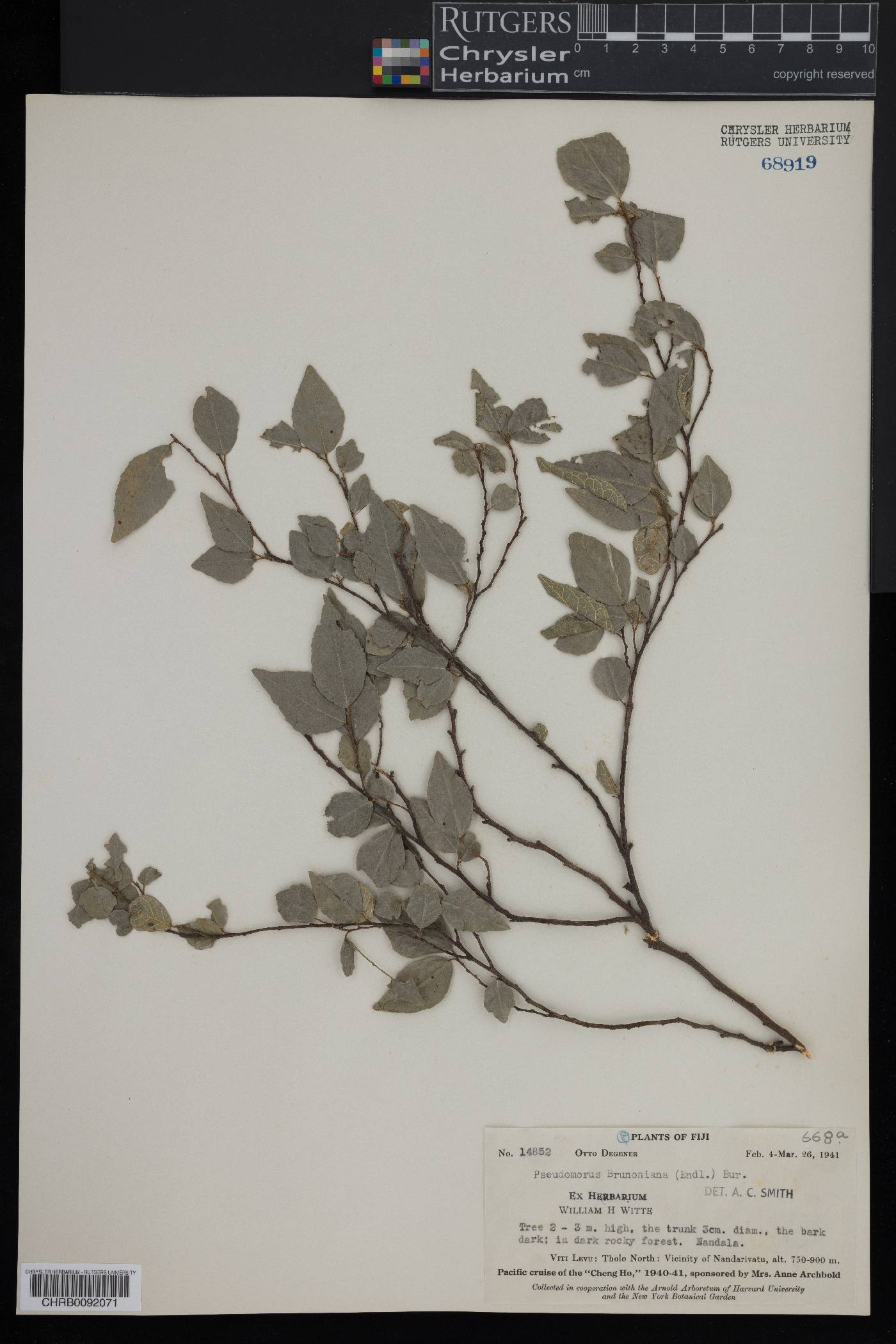 Pseudomorus brunoniana image