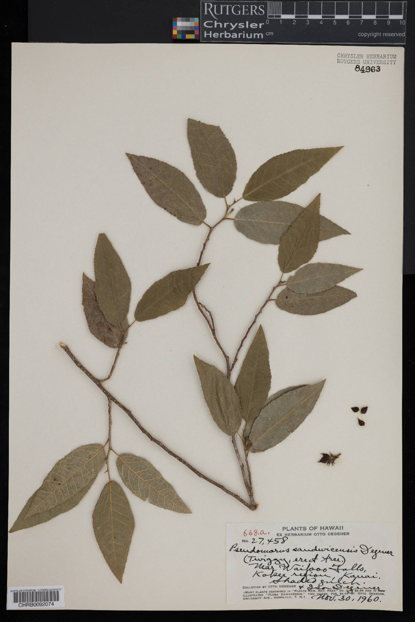 Pseudomorus sandwicensis image