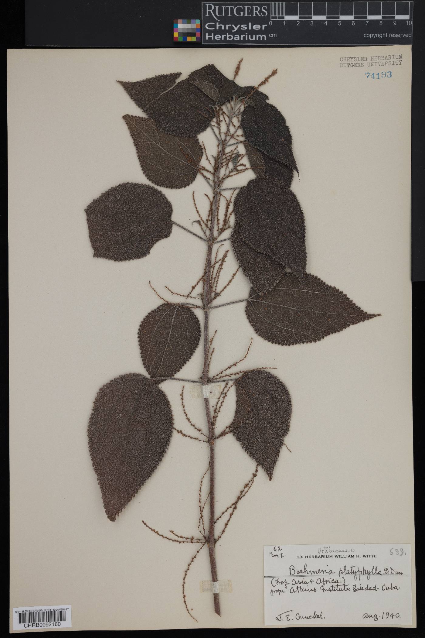 Boehmeria macrophylla image