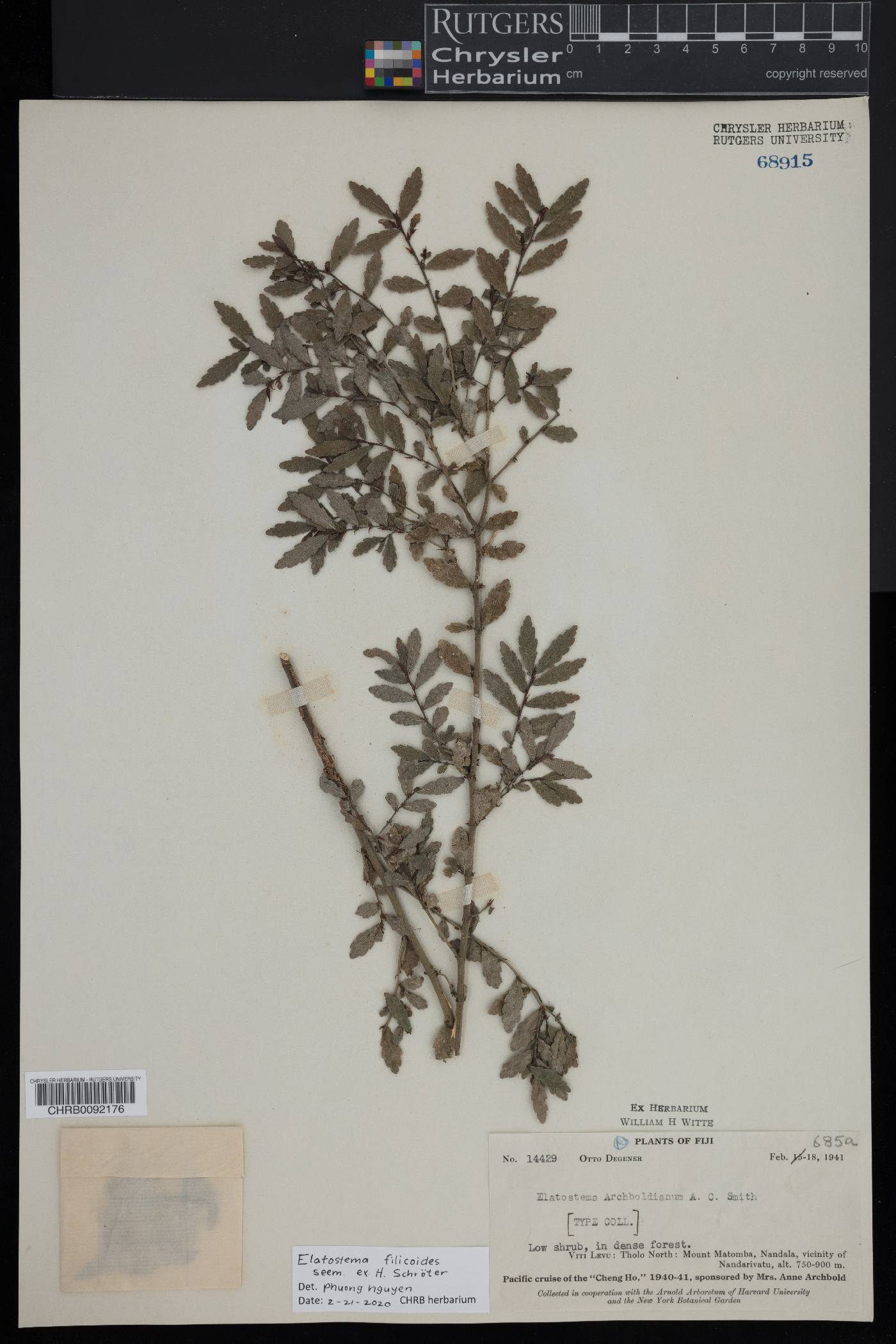 Elatostematoides filicoides image