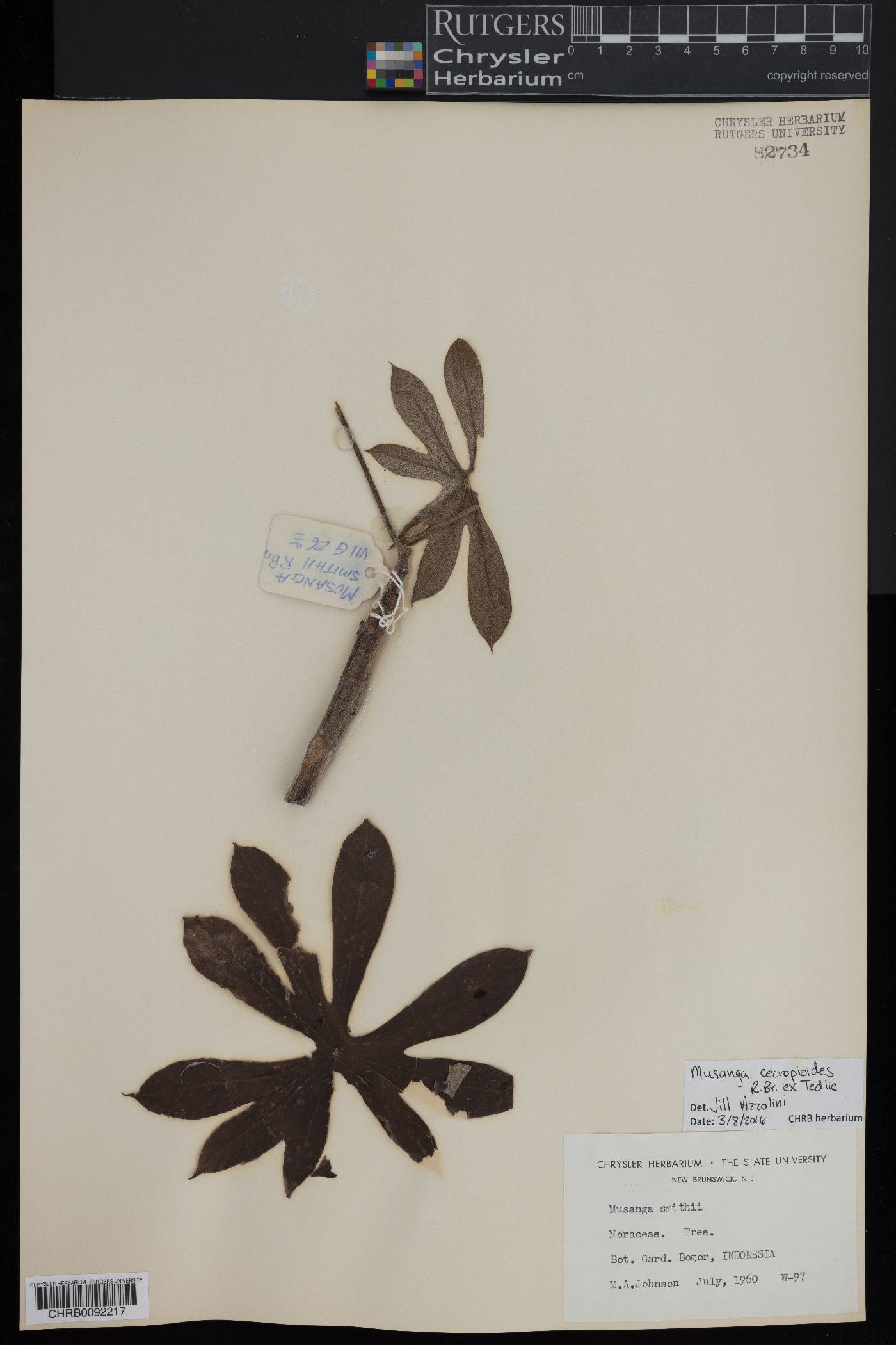 Musanga cecropioides image