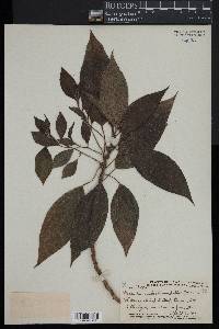 Neraudia melastomifolia image