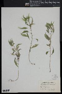 Parietaria pensylvanica image