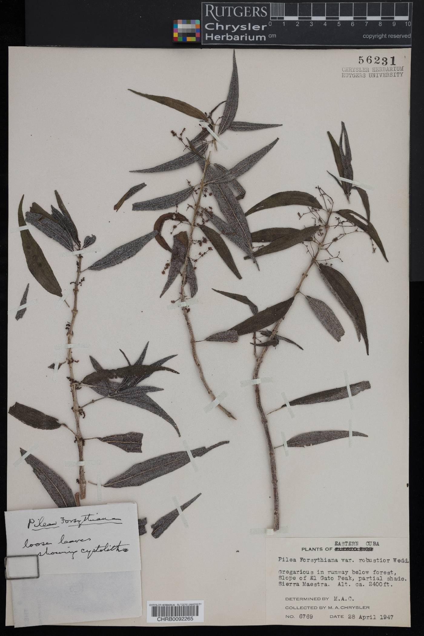 Pilea forsythiana image