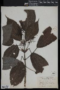Pilea grandifolia image