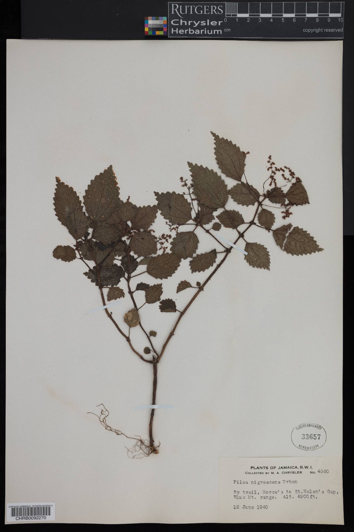 Pilea nigrescens image