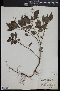 Pilea nigrescens image