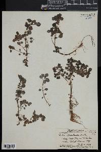 Pilea peploides image