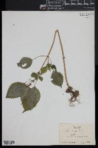 Pilea pumila image