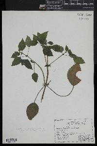 Pilea pumila image