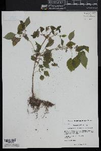 Pilea pumila image