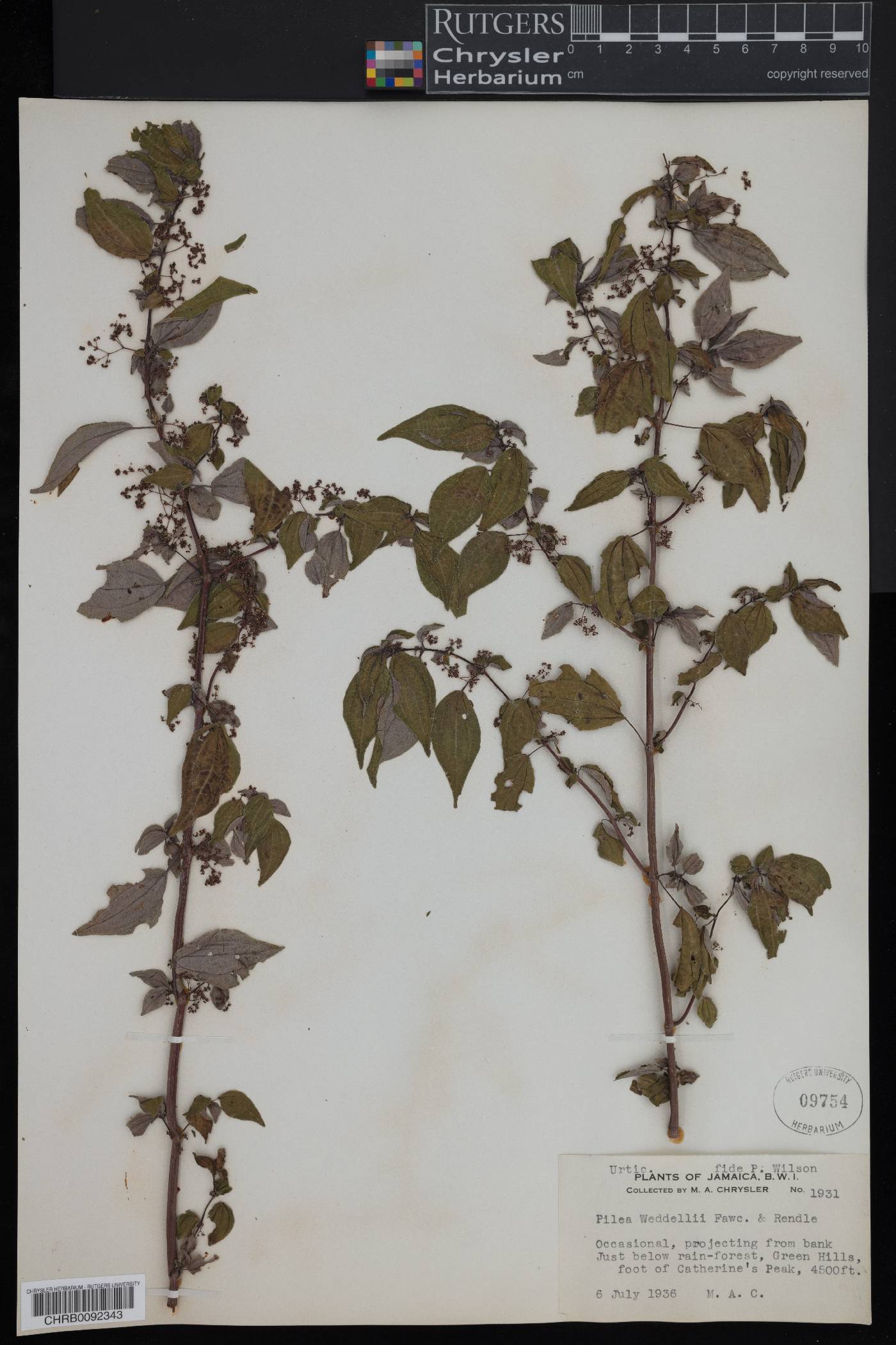 Pilea weddellii image
