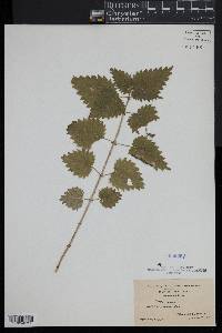 Urtica dioica image