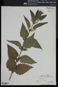 Urtica dioica image