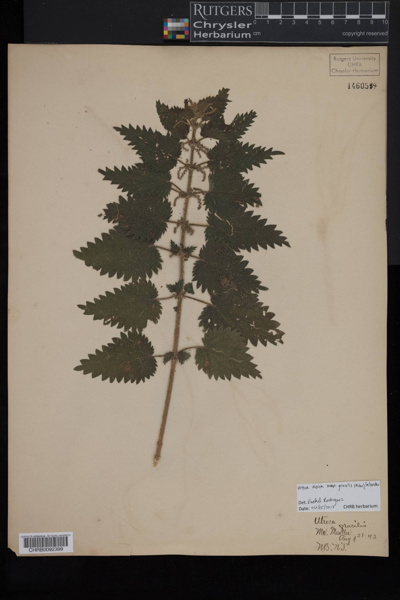 Urtica gracilis subsp. gracilis image